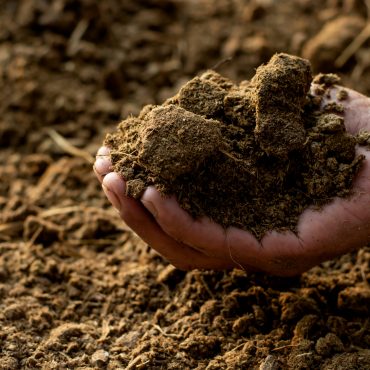 Dung,Or,Manure,In,The,Hands,Of,Agricultural,Men,For